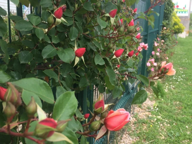 entretien d’espaces verts à Poitiers