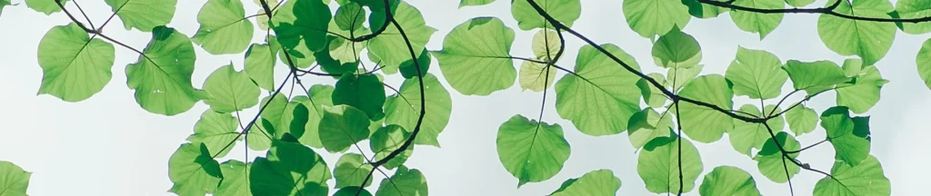 aménagement extérieur en Vienne